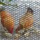 Chicken Wire Poultry Breeding Net Plastic Mesh Temporary Fencing for Yard