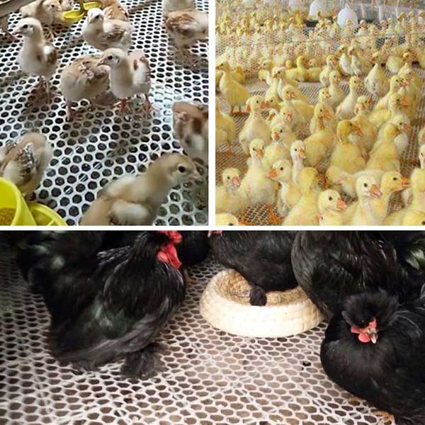 Chicken Wire Poultry Breeding Net Plastic Mesh Temporary Fencing for Yard