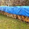 Heavy Duty 50 GSM Waterproof Blue Tarpaulin Cover Multipurpose Tarp Sheet